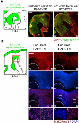 EZH2 Is Essential for Fate Determination in the Mammalian Isthmic Area